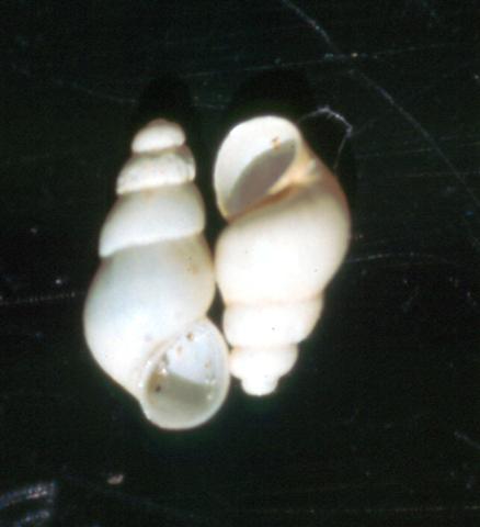 Salenthydrobia ferrerii   T.Wilke, 2003